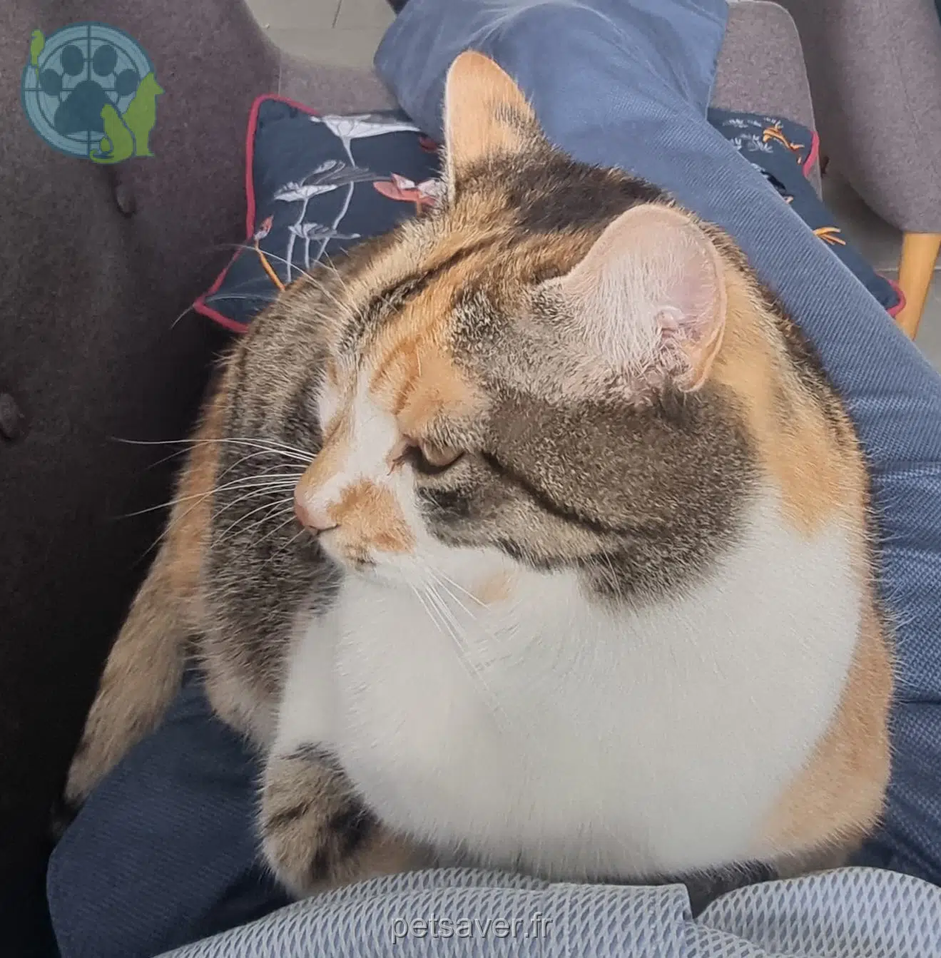 chatte lost   45120 Cepoy Sally