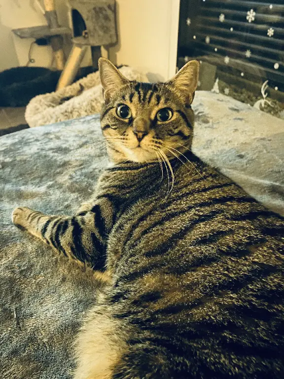 Chatte Perdue 45 Loiret - Sam Chatte Perdue 45 Loiret - Sam