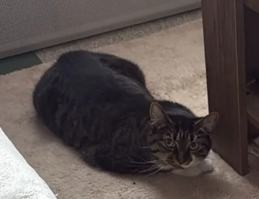 chatte lost   45500 Poilly-lez-Gien Sana