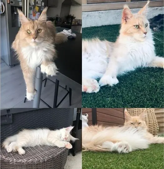 gata perdida 45760 Boigny-sur-Bionne Shana gata lost 45760 Boigny-sur-Bionne Shana