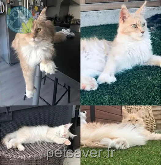 gata perdida 45760 Boigny-sur-Bionne Shana gata lost 45760 Boigny-sur-Bionne Shana