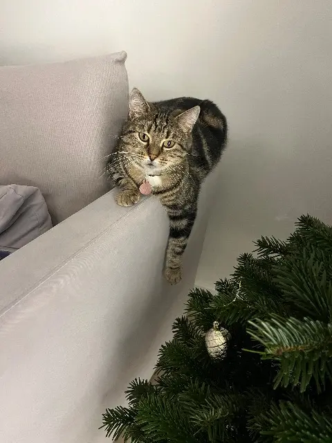 chatte lost   45170 Saint-Lyé-la-Forêt Sissi