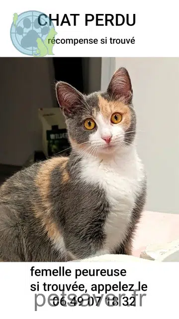cat lost   45480 Autruy-sur-Juine Suka