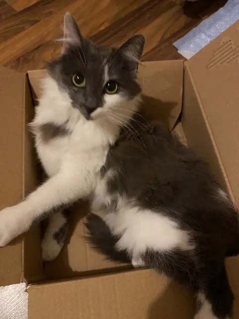 chatte lost   45190 Beaugency Suki
