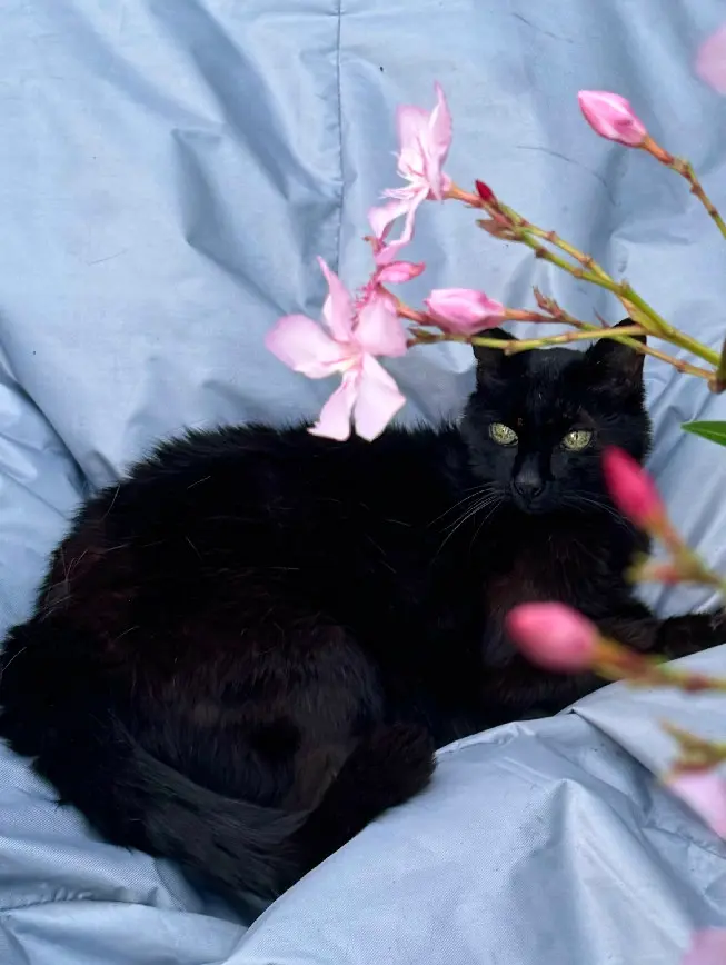 Chatte Perdue 45 Loiret - Tahia Chatte Perdue 45 Loiret - Tahia