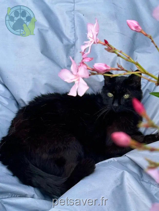 Chatte Perdue 45 Loiret - Tahia Chatte Perdue 45 Loiret - Tahia