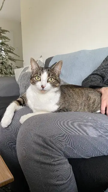 chatte lost   45150 Darvoy Tena