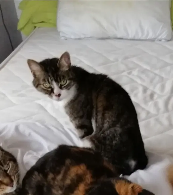 Chatte Perdue 45 Loiret - Tornade Chatte Perdue 45 Loiret - Tornade
