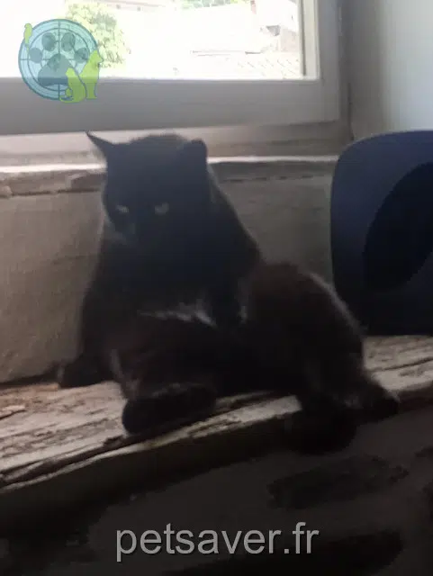 gata lost 45630 Beaulieu-sur-Loire Ullya