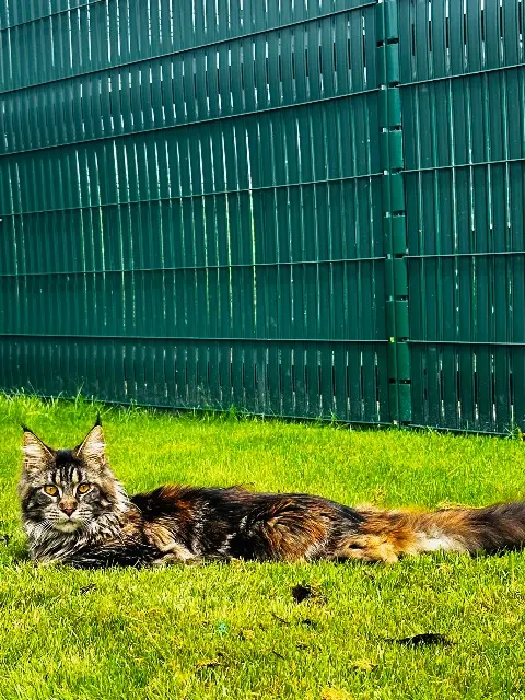 chatte lost   45380 Chaingy Umi