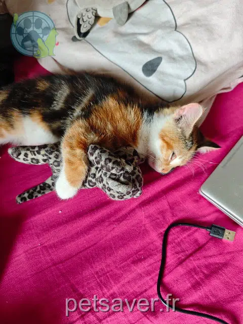 gatta lost 45400 Fleury-les-Aubrais Vicky