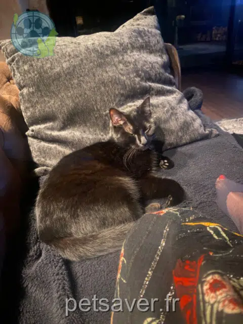 cat lost   45480 Outarville Yumi