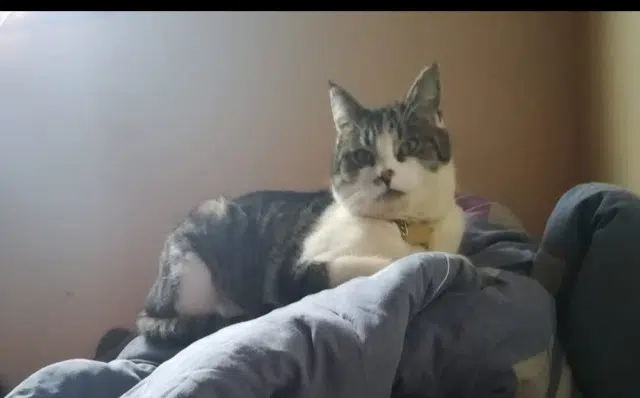 chatte lost   46120 Aynac Aky