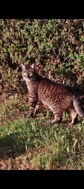 chatte lost   46300 Gourdon Cahuete