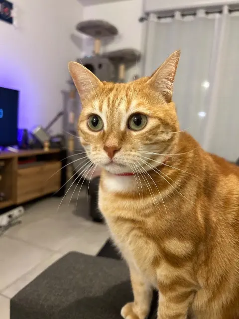 chatte lost   46100 Capdenac Cookie