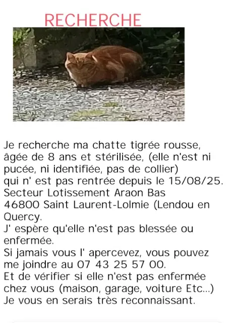 chatte lost   46800 Lendou-en-Quercy Poui