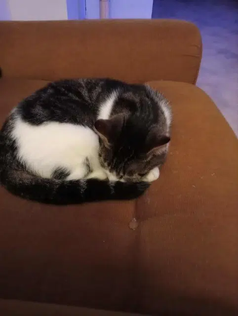 chatte lost   46300 Gourdon Lola