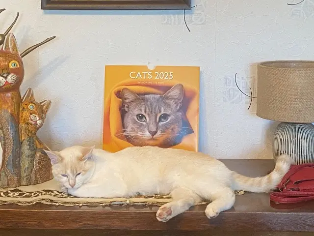 chatte lost   46140 Sauzet Maya