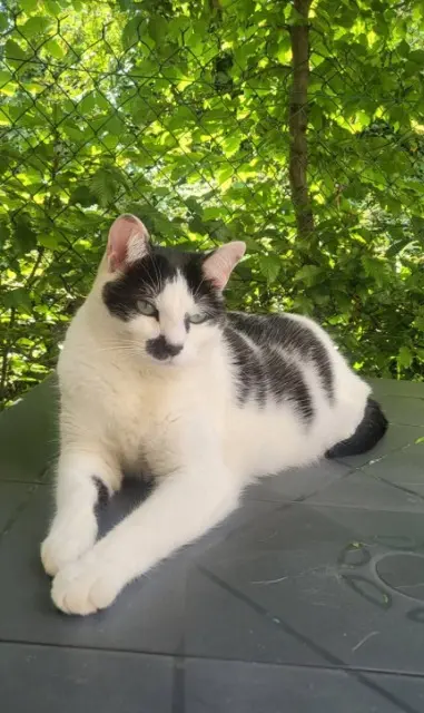 chatte lost   46500 Lavergne Maykup