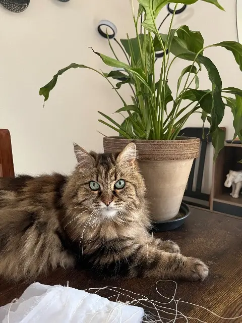 chatte lost   46000 Cahors Mia