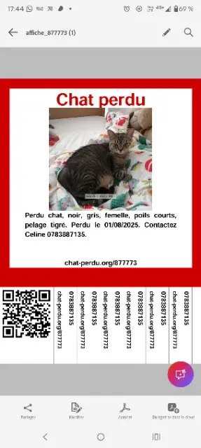 chatte lost   46700 Soturac Minouche