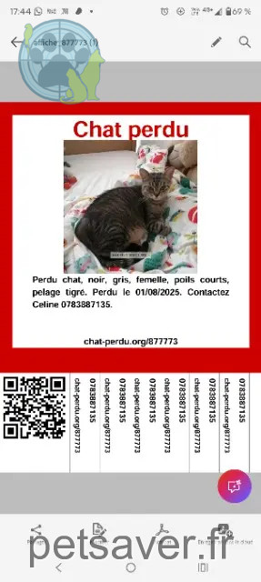 cat lost 46700 Soturac Minouche cat lost 46700 Soturac Minouche