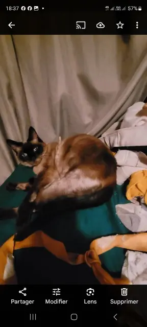 chatte lost   46150 Labastide-du-Vert Mitaine