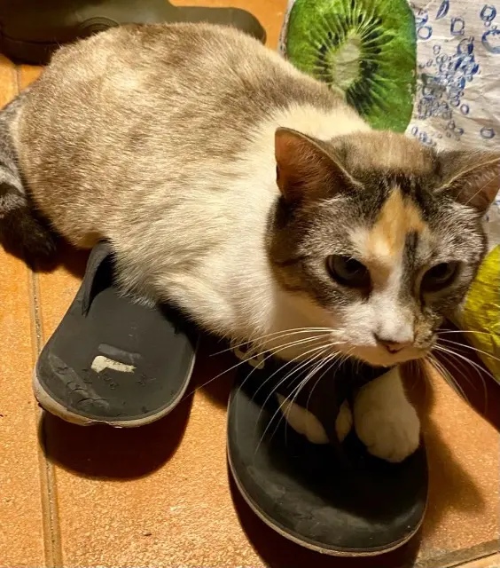 chatte lost   46500 Miers Moon