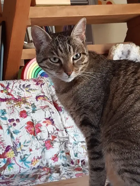 chatte lost   46100 Capdenac Pilea