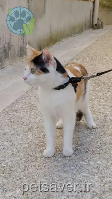 chatte perdue 46000 Cahors Rescap chatte lost 46000 Cahors Rescap