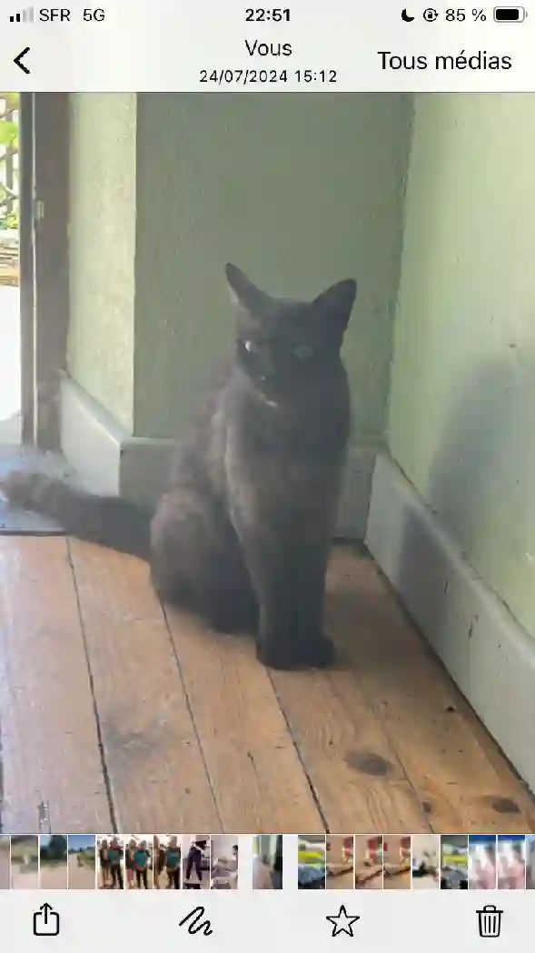 Chatte Perdue 46 Lot - Salem Chatte Perdue 46 Lot - Salem