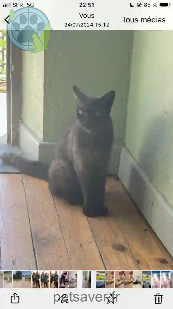 Chatte Perdue 46 Lot - Salem Chatte Perdue 46 Lot - Salem