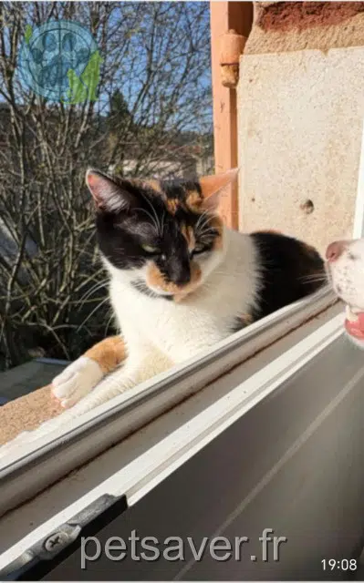 chatte lost   46000 Cahors Savannah