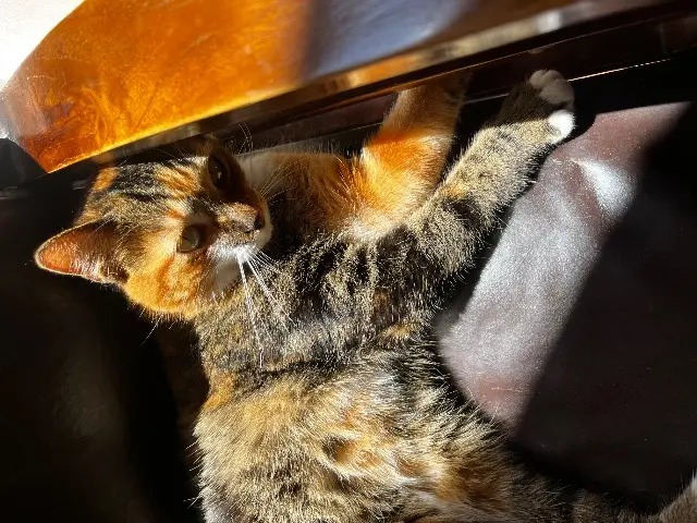 chatte lost   46230 Montdoumerc Scarlett