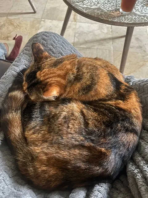 chatte lost   46230 Montdoumerc Scarlett