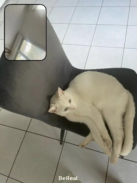 chatte lost   46000 Cahors Snow