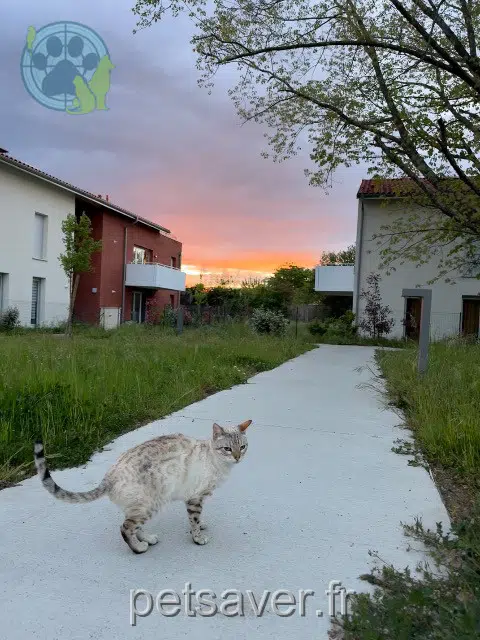 gatta lost   46000 Cahors Talya