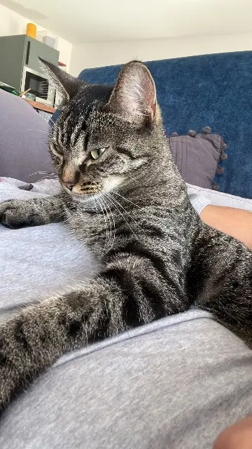chatte lost   46300 Le Vigan-en-Quercy Tataki
