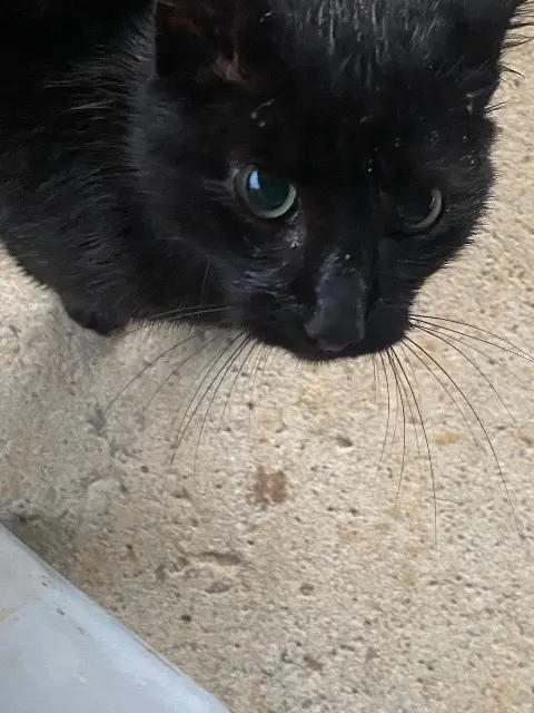 chatte lost   46250 Pomarède Taya