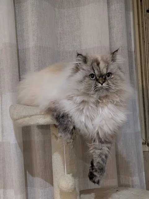 chatte lost   46170 Castelnau-Montratier Uguette