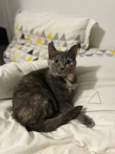 chatte lost   47300 Villeneuve-sur-Lot Bigouret Tom