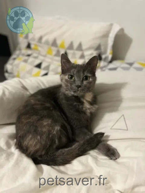 chatte perdue 47300 Villeneuve-sur-Lot Bigouret Tom chatte lost 47300 Villeneuve-sur-Lot Bigouret Tom