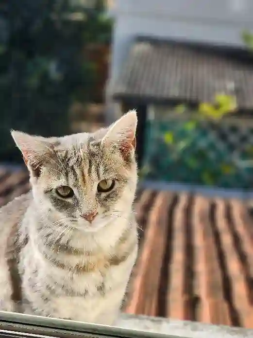 Chatte Perdue 47 Lot-et-Garonne - Bono Chatte Perdue 47 Lot-et-Garonne - Bono