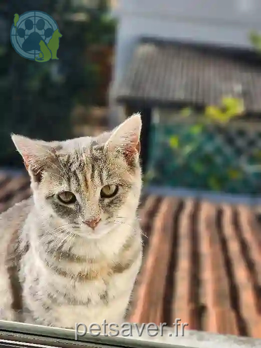 Chatte Perdue 47 Lot-et-Garonne - Bono Chatte Perdue 47 Lot-et-Garonne - Bono