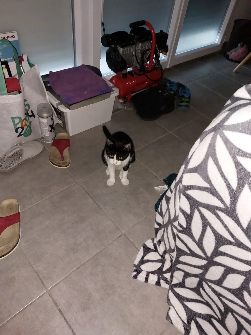 Chatte Perdue 47 Lot-et-Garonne - Boulette Chatte Perdue 47 Lot-et-Garonne - Boulette