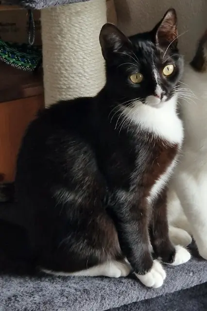 chatte lost   47330 Castillonnès Cajou