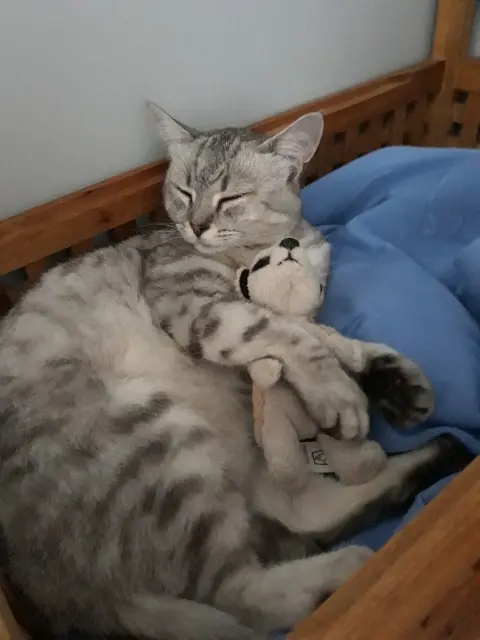 chatte lost   47270 Clermont-Soubiran Caline
