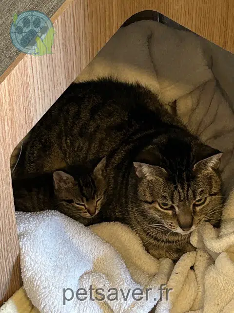 chatte lost   47110 Sainte-Livrade-sur-Lot Chips
