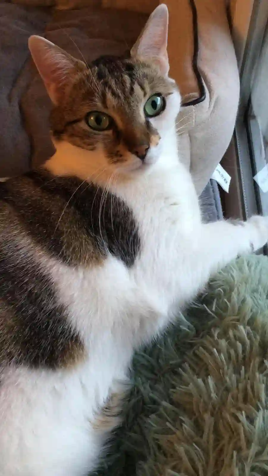 Chatte Perdue 47 Lot-et-Garonne - Dolly Chatte Perdue 47 Lot-et-Garonne - Dolly