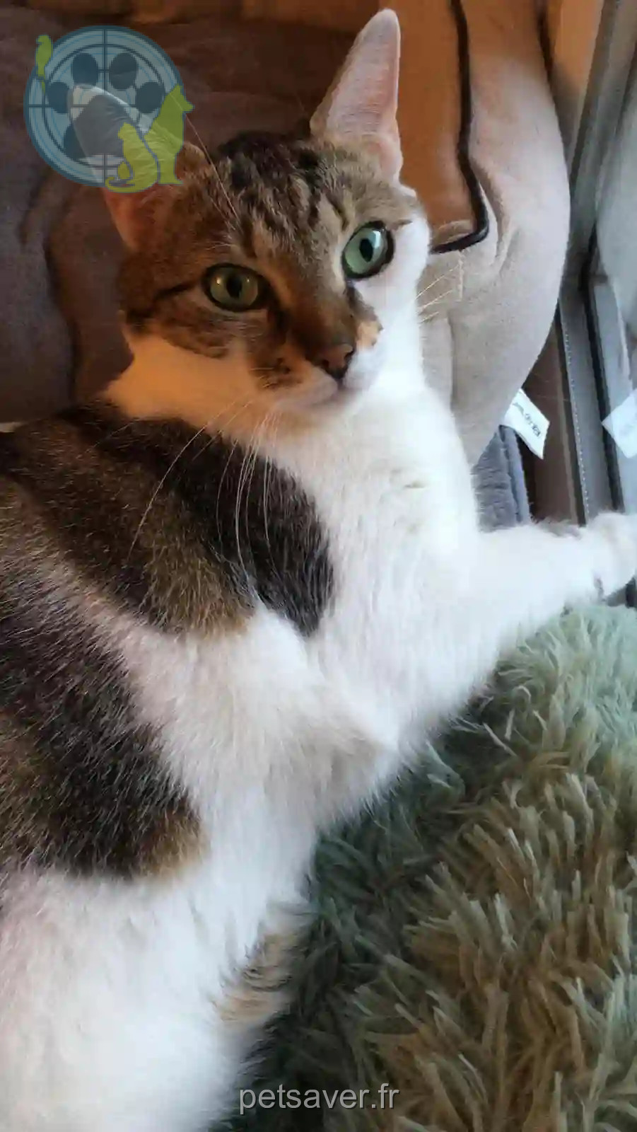 Chatte Perdue 47 Lot-et-Garonne - Dolly Chatte Perdue 47 Lot-et-Garonne - Dolly